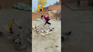 Kabutar pakd liya 😱🕊️ shorts viralvideo viralshorts [upl. by Otineb]