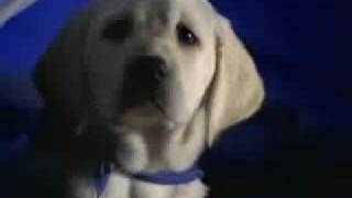 K9 Advantix Commercial Hello Mother Hello Father [upl. by Nide]