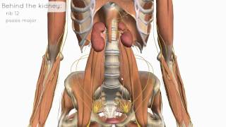 Location and Relations of the Kidney  3D Anatomy Tutorial [upl. by Uri83]