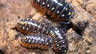 Armadillidium klugii Isopod Care Guide [upl. by Frances6]