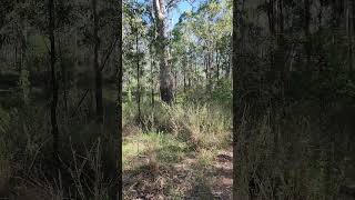 Beautiful Currawong calls at Mount Annan Botanic Gardens  9th March 2024 [upl. by Consalve]