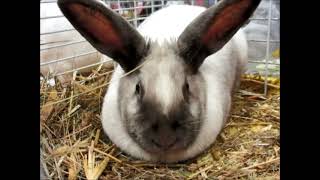 Lapin Sallander Exposition Avicole Montbéliard 2018 [upl. by Uhn]