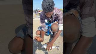 Wow 🤩 Absolutely Crazy Crazy 😜 Fishing 🎣  Fish caught in pamban bus bridge shorts [upl. by Browning]