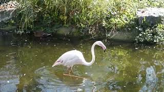 Rosa Flamingo Phoenicopterus roseus Tiergarten Zoo Schönbrunn Superzoom [upl. by Lynden]