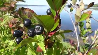 How to Identify Black Chokeberries [upl. by Ahseek]