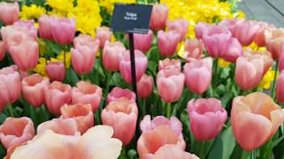 26 Types of Tulip Flowers [upl. by Nyrb]