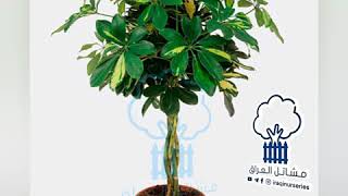 Schefflera plant نبات شفليرا [upl. by Ettenwad]