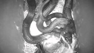 Snake inside our birdhouse [upl. by Morse]