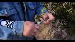 How to Grow Mountain Laurel Plants from Seeds  Growing Mountain Laurels Part 1 [upl. by Ecylahs]