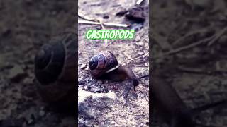 Snails Are Gastropods upclose fyp irl reels [upl. by Remos]