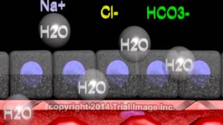 Cerebrospinal fluid  function production and circulation  animation by Dr Cal Shipley MD [upl. by Morgen]