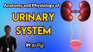 6 Anatomy and Physiology of Urinary System in Tamil [upl. by Ilanos]