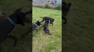 4month age greyhounds puppy playing and fighting with us greyhounddog cutedogs dogs2024 [upl. by Ahsinrev517]