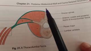 Thoracolumbar Fascia [upl. by Nera]