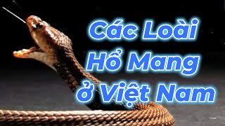 Các Loài Rắn Hổ Mang Cực Độc Và Phân Bố Ở Việt Nam [upl. by Ellenet]