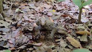 Clouded Monitor Lizard Varanus nebulosus in Singapore [upl. by Ayota]