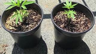 Medicinal Cannabis Grow time lapse outdoor Sativa [upl. by Ecneret242]