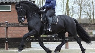 Friesian Horse Baroque dressage and driving stallion [upl. by Ut]