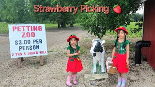 Strawberry Picking at Boonstra Farm [upl. by Bocyaj]