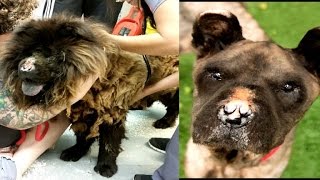 Noseless Blind Dog Miraculously Transforms After Pounds of Hair Shaved Off [upl. by Ettenoj]