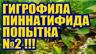 Гигрофила Пиннатифида Попытка №2 Hygrophila pinnatifida Аквариумные растения [upl. by Gore3]