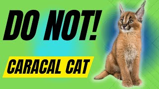 7 Reasons You Should NOT Get A Caracal Cat [upl. by Namrac]