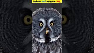 amazingfacts animals birds factsinhindi ytshorts owl facts love [upl. by Rolyt]