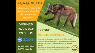 Aguara Guazú Información sobre la especie [upl. by Bucher]