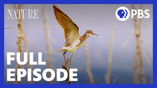 Flyways  Full Episode  NATURE  PBS [upl. by Lynd]