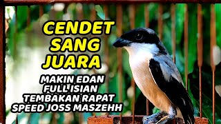 CENDET GACOR DOR❗️Suara Cendet Toed Toed Gacor Cocok Buat Cendet Macet MALAS STRESS Agar Cepat EMOSI [upl. by Aseyt]