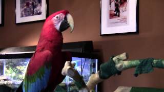 quotCupcakequot The Green Wing Macaw Talking [upl. by Claribel]