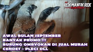 AWAL BULAN SEPTEMBER BANYAK PROMO  BURUNG OMBYOKAN DI JUAL MURAH CENDET  PLECI DLL [upl. by Horton]