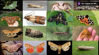 Types of Moths  Moth Species In English  Learn Moth Species [upl. by Sarson]