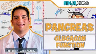 Endocrinology  Pancreas Glucagon Function [upl. by Robin]