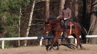 Équitation éthologique  En Selle  Pas Trot amp Galop [upl. by Tlaw857]