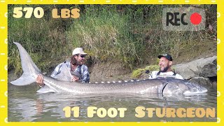 WHITE STURGEON MONSTER GIANT 570 LBS X 11 FOOT EPIC FIGHT  4K by YURI GRISENDI [upl. by Hcirteid41]