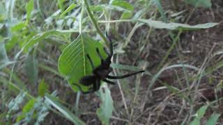 My first wild live tarantula  Hays County Texas [upl. by Ashraf]