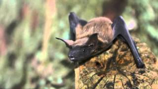 Fun Facts About Bats [upl. by Anail]