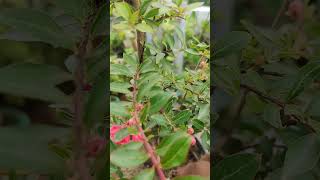 Lagerstroemia ek khubsurat flower plant hai [upl. by Mariande]