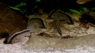 Corydoras arcuatus [upl. by Amend]