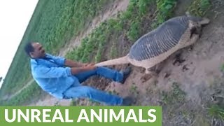 Farmers discovers insanely huge armadillo on their land [upl. by Jedediah182]