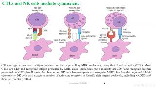 Chapter 10 Cellmediated Cytotoxicity [upl. by Jeramie19]