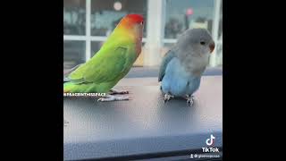 Lovebirds sounds singing and talking parrot birds [upl. by Lanette775]