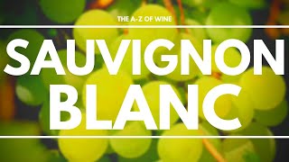 What is SAUVIGNON BLANC  Everything you need to know about this delicious grape [upl. by Burgess]