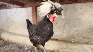 white crested chickens 🐓 [upl. by Yvon]