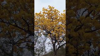 Árbol el araguaney 🌳🌳 lo conocías venezuela araguaney virales arboles campo shorts [upl. by Dulciana]