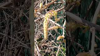 Wisteria Time Lapse 4 Days wisteria garden [upl. by Ynnoj]