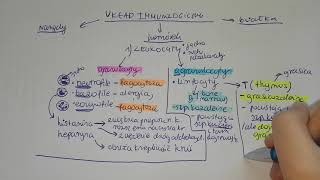 LEUKOCYTYgranulocyty agranulocytylimfocyty o co chodzi [upl. by Marlee]