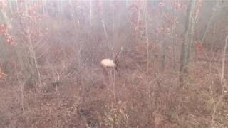 2017 Bull Elk near Black River Falls Wisconsin [upl. by Rhodes]