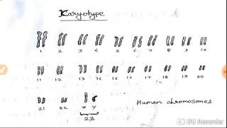 Karyotype and Karyotyping and Its uses hindi [upl. by Aimo]